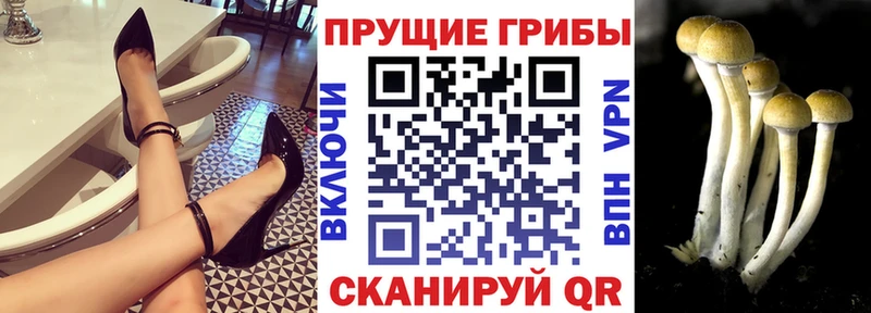 продажа наркотиков  Кущёвская  Галлюциногенные грибы Cubensis 
